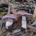 Cortinarius roseolilacinus - Photo (c) jeremyhegge, some rights reserved (CC BY-NC), uploaded by jeremyhegge