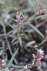 Polygonum spergulariiforme