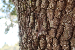 Anolis sagrei