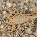 Dune Devil Scorpion - Photo (c) Marshal Hedin, some rights reserved (CC BY-NC-SA)