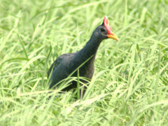 Gallicrex cinerea