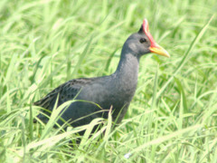 Gallicrex cinerea