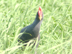 Gallicrex cinerea