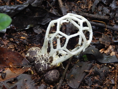 Clathrus chrysomycelinus