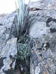 Conophytum ficiforme