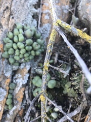 Conophytum ficiforme