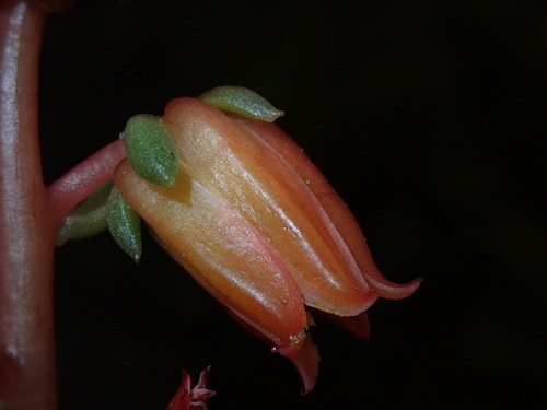 Echeveria whitei