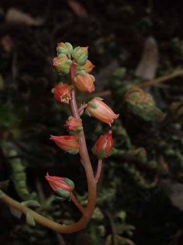 Echeveria whitei