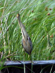Ixobrychus eurhythmus