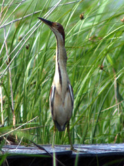 Ixobrychus eurhythmus