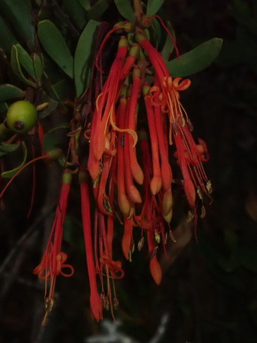 Tristerix penduliflorus, photograph 3