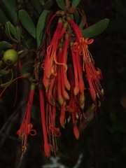 Tristerix penduliflorus, photograph Nolan Exe, CC BY, iNaturalist via GBIF