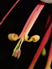 Tristerix penduliflorus, photograph Nolan Exe, CC BY, iNaturalist via GBIF
