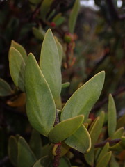 Tristerix penduliflorus, photograph Nolan Exe, CC BY, iNaturalist via GBIF