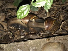 Lissachatina fulica