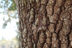 Anolis sagrei