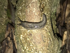 Meghimatium bilineatum