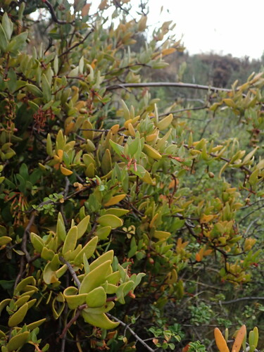 Tristerix penduliflorus, photograph 6