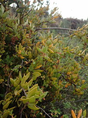 Tristerix penduliflorus, photograph Nolan Exe, CC BY, iNaturalist via GBIF