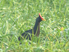 Gallicrex cinerea