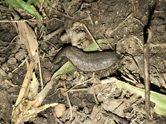 Meghimatium bilineatum