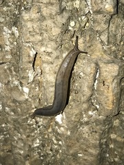 Meghimatium bilineatum