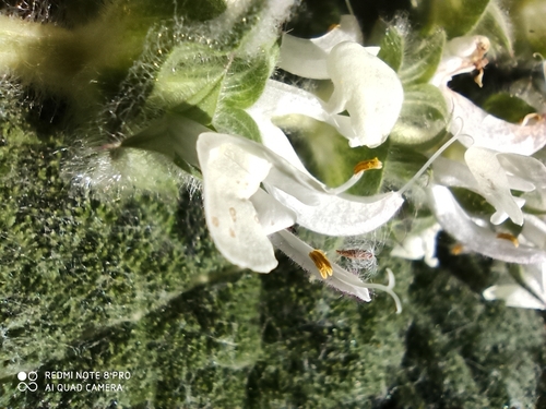 Silver Sage