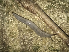 Meghimatium bilineatum