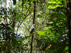 Buteogallus lacernulatus