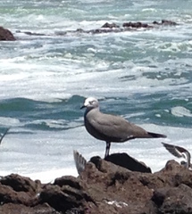 Leucophaeus modestus