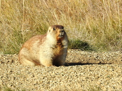 Marmota sibirica