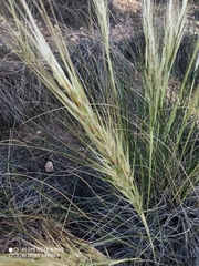 Macrochloa tenacissima image