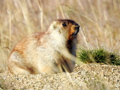 Marmota sibirica