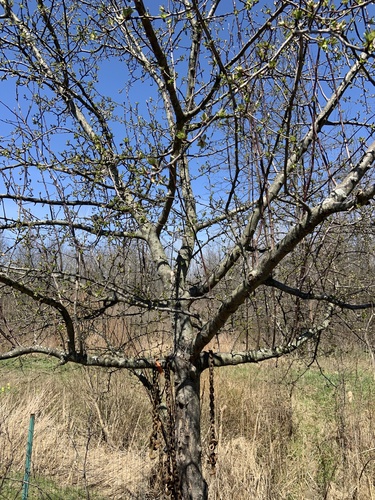 Malus prunifolia iNat (3)