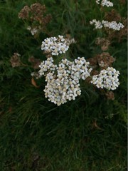 Achillea millefolium