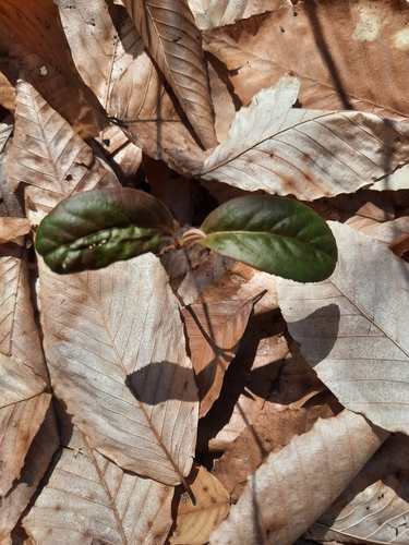 Northern wild raisin (Viburnum cassinoides)
