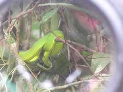 Trimeresurus vogeli