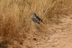 Micronisus gabar gabar