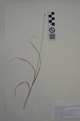 Carex tenera