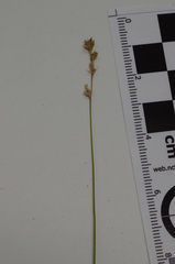 Carex tenera