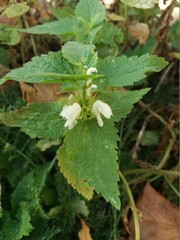 Lamium album