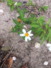 Bidens alba