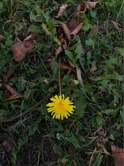 Taraxacum officinale