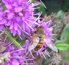 Eristalis tenax