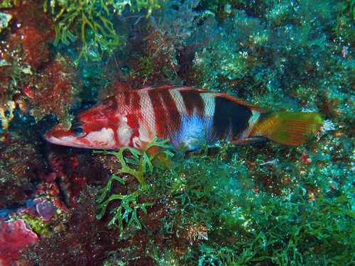 Painted comber (Serranus scriba) — Serranidae — 2