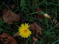 Taraxacum officinale