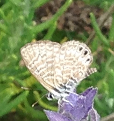 Leptotes trigemmatus