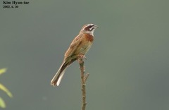 Emberiza cioides