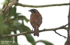Emberiza cioides