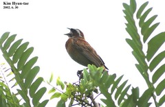 Emberiza cioides